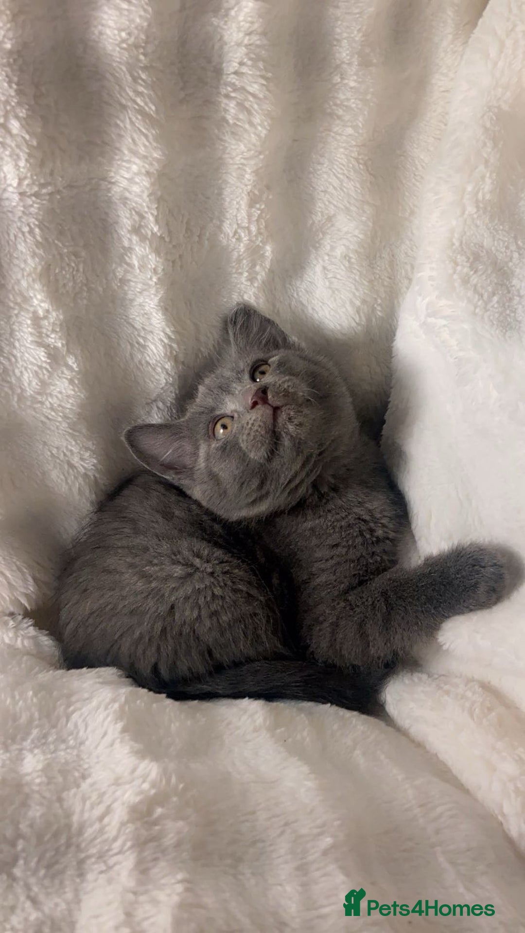 British Shorthair cats for sale: British shorthair x sypnx kitten for sale. - Advert 1