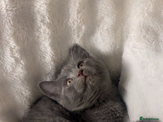British Shorthair cats British shorthair x sypnx kitten for sale. - Advert 1