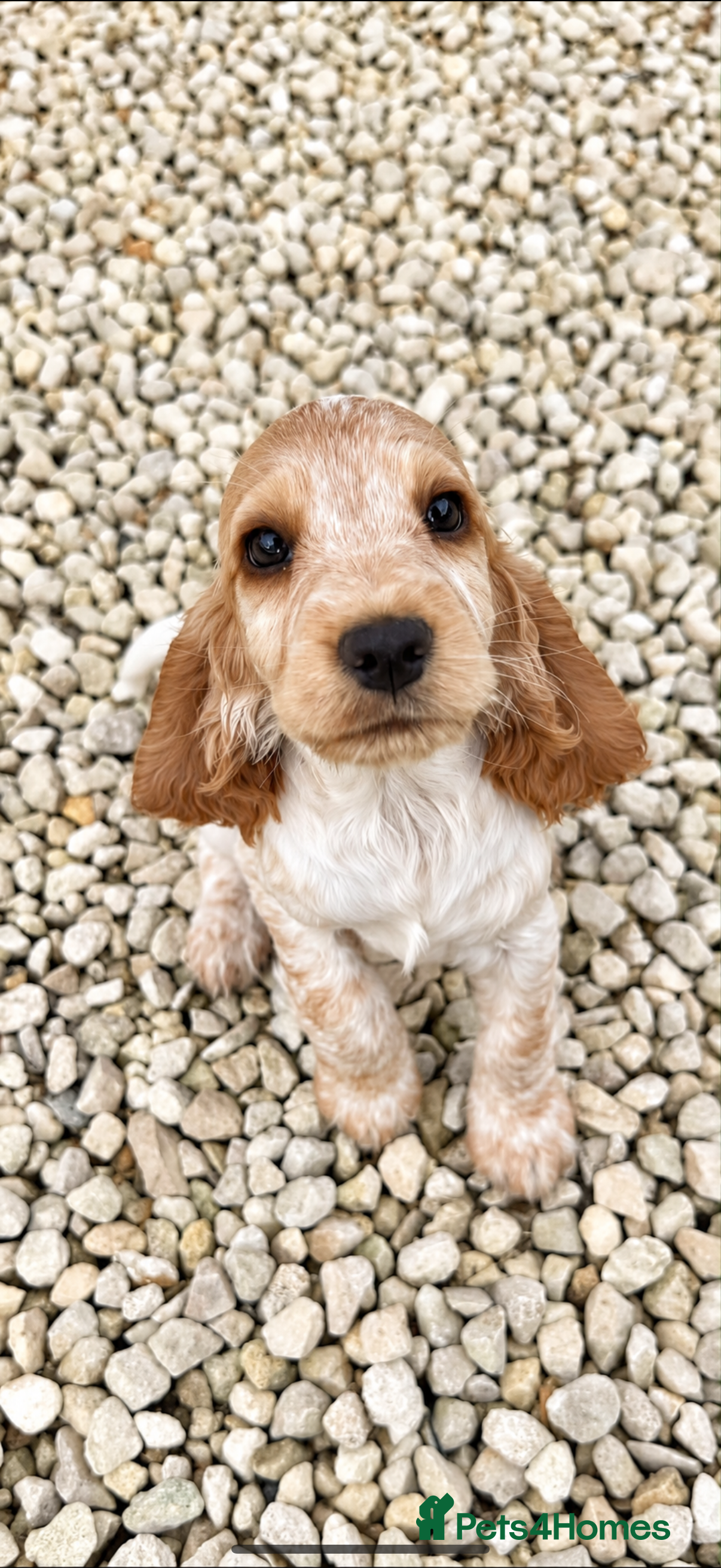Cocker Spaniel dogs Pedigree Show Cocker Spaniel Puppies - Advert 2