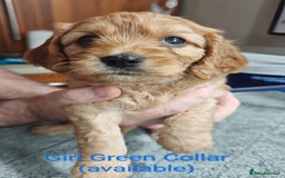 Cavapoo dogs for sale: Cute bundles of sweetness  - Image 16