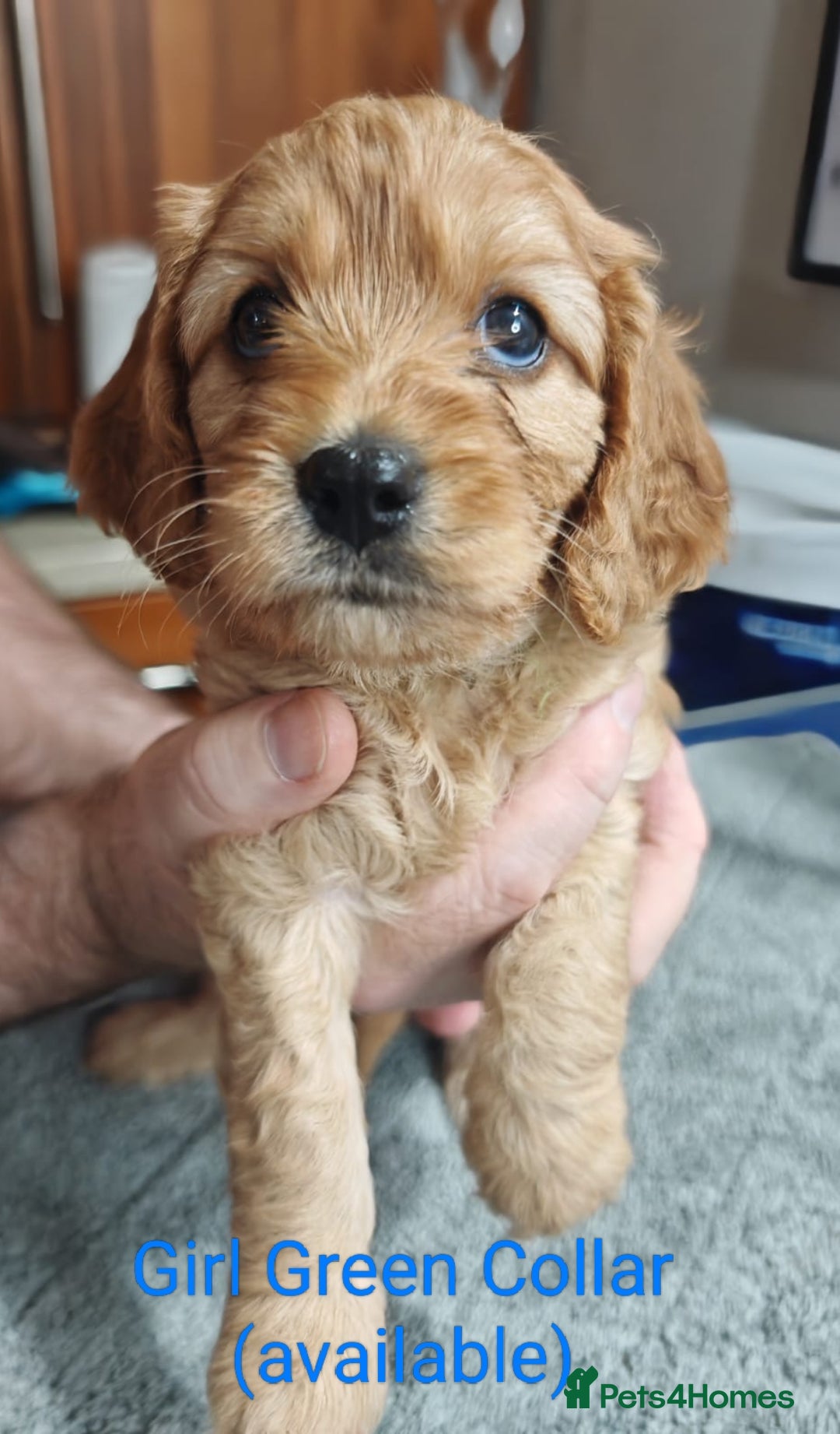 Cavapoo dogs for sale: Cute bundles of sweetness  - Image 16