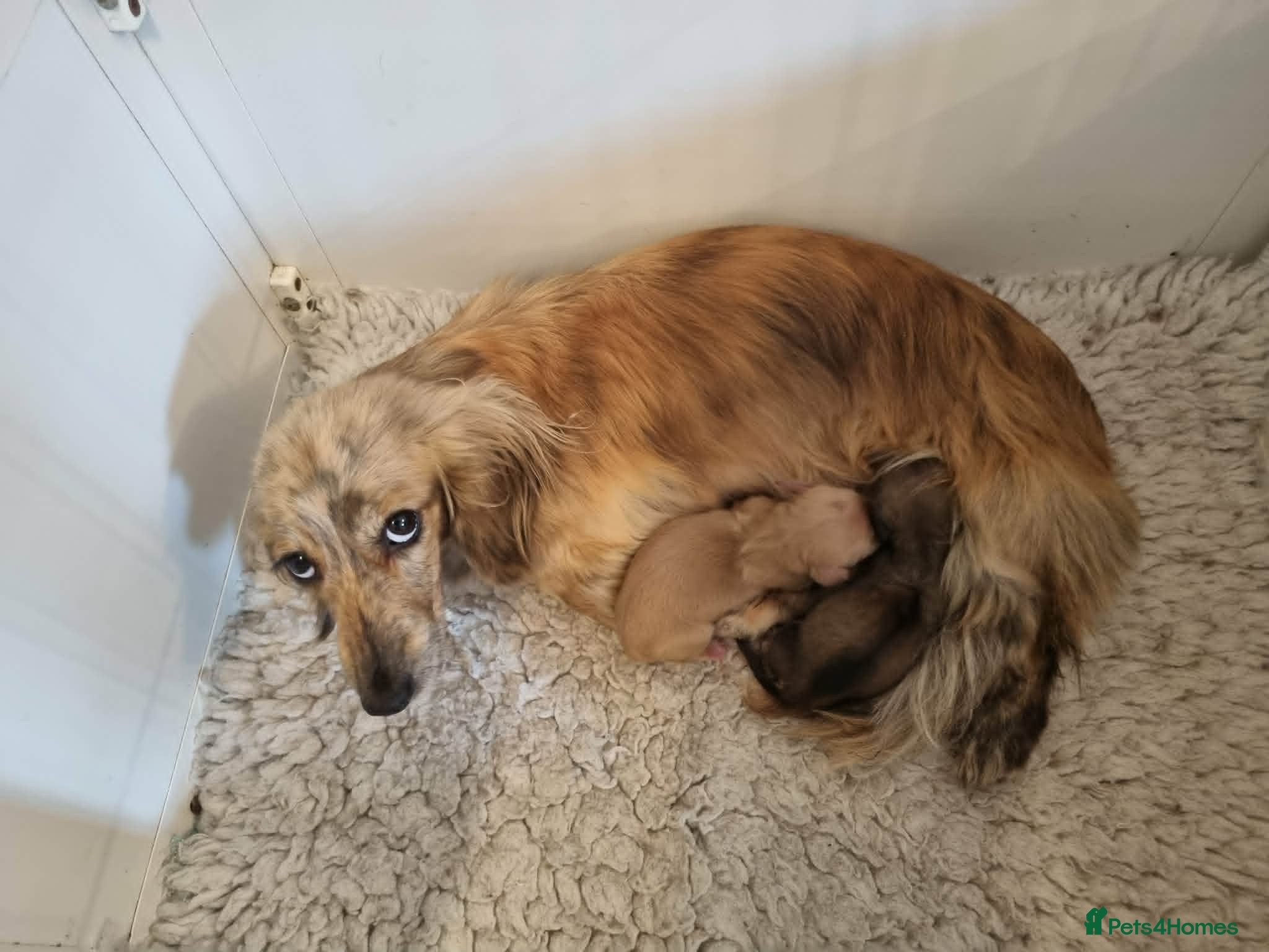 Miniature Dachshund dogs Gorgeous Long Haired Cream Miniature Dachshunds - Advert 2