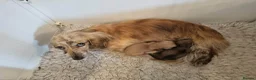 Miniature Dachshund dogs for sale: Gorgeous Long Haired Cream Miniature Dachshunds - Advert 2