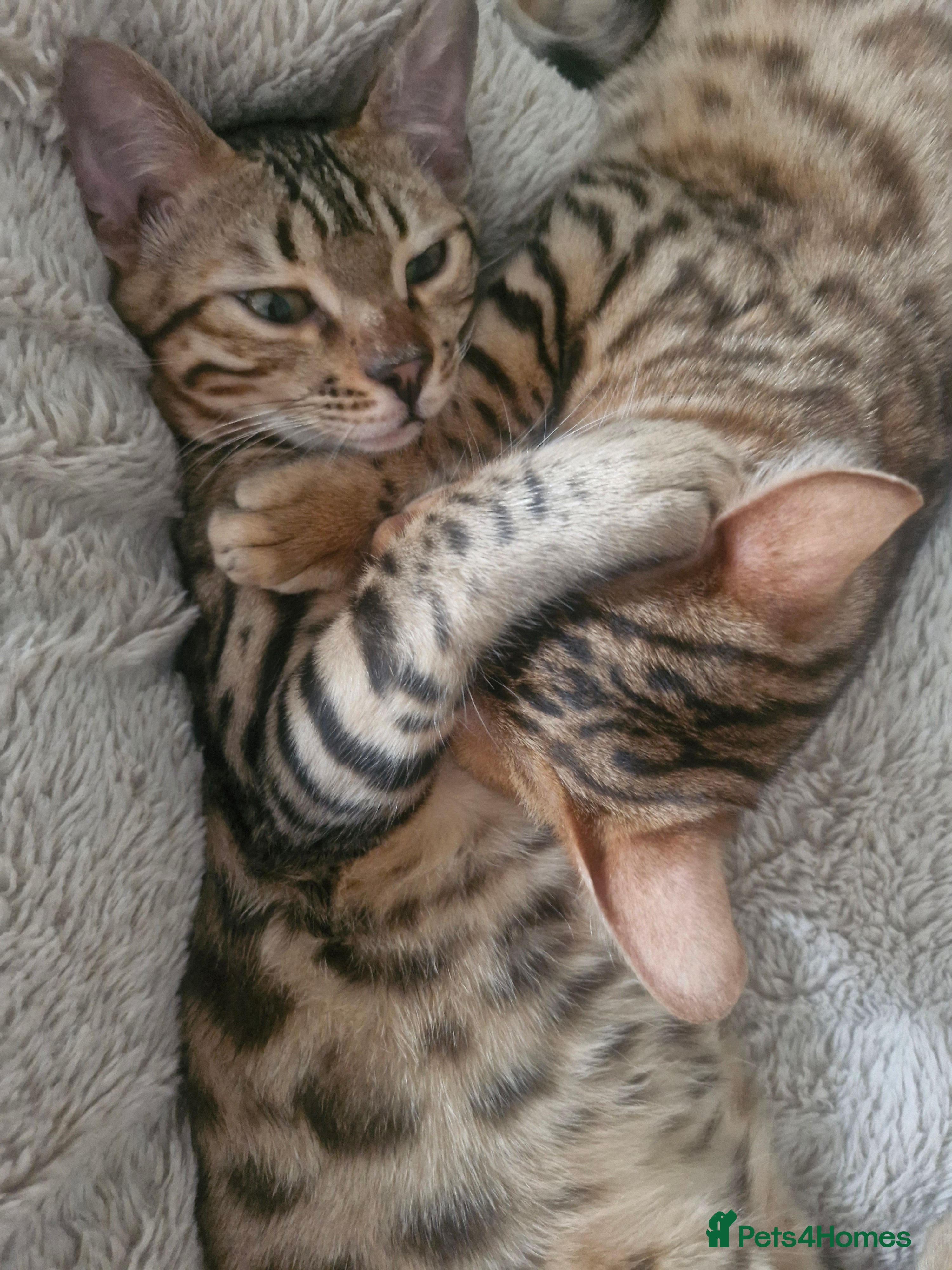 Bengal cats Bengal kittens, 6 month old - Advert 13