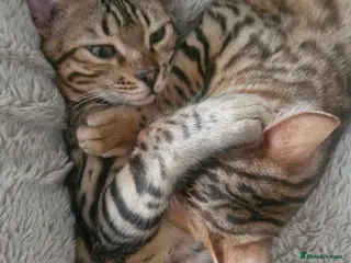 Bengal cats Bengal kittens, 6 month old - Advert 15