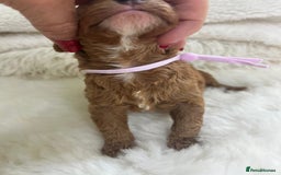 Cavapoo dogs for sale: Top Quality extensively tested F1b Toy cavapoo’s  - Image 18