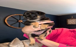 Mixed Breed dogs for sale: French Pom - Image 8
