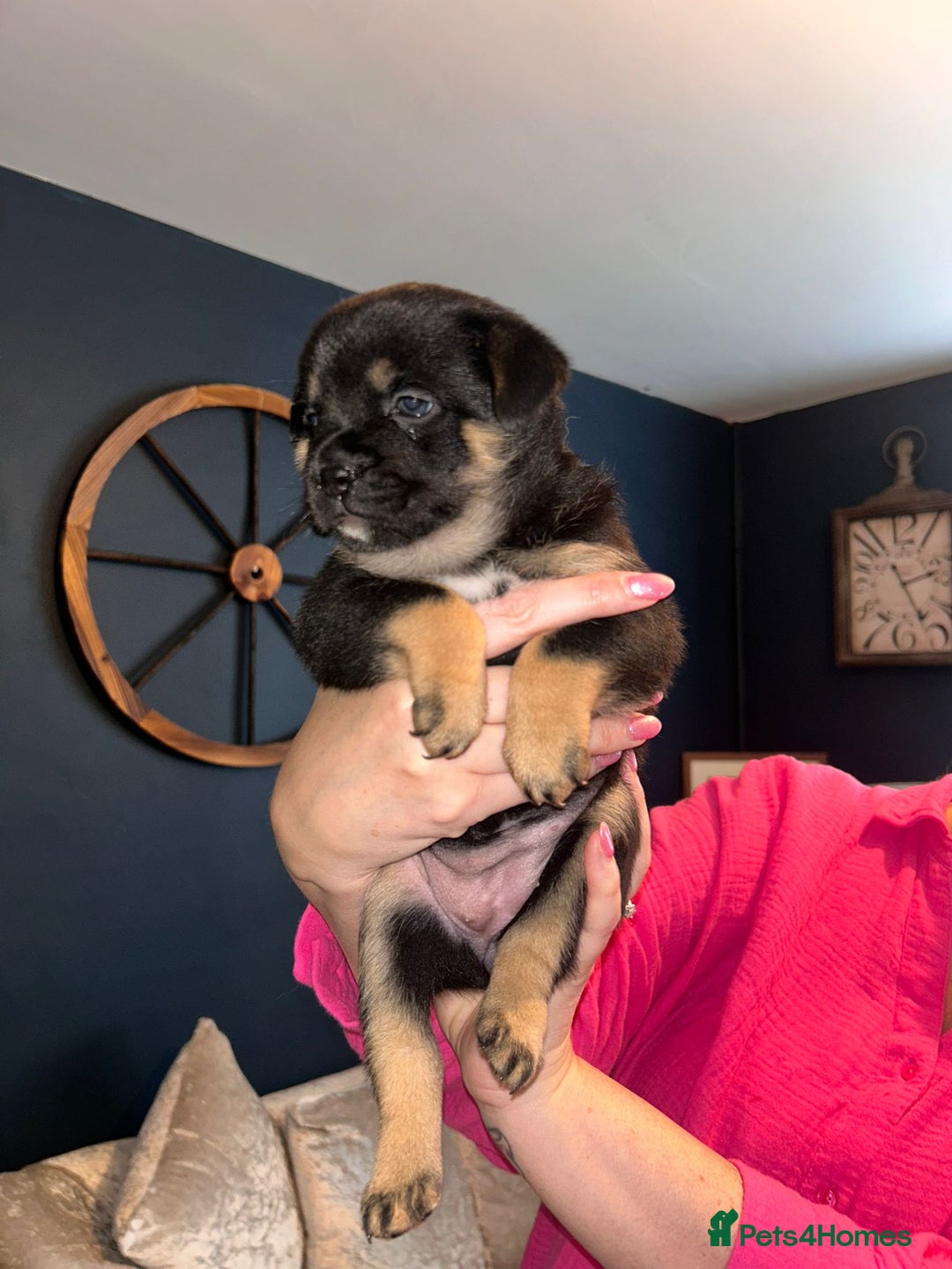Mixed Breed dogs for sale: French Pom - Image 8