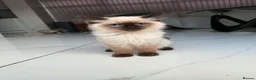 Ragdoll cats for sale: Ragdoll male kittens  - Advert 8