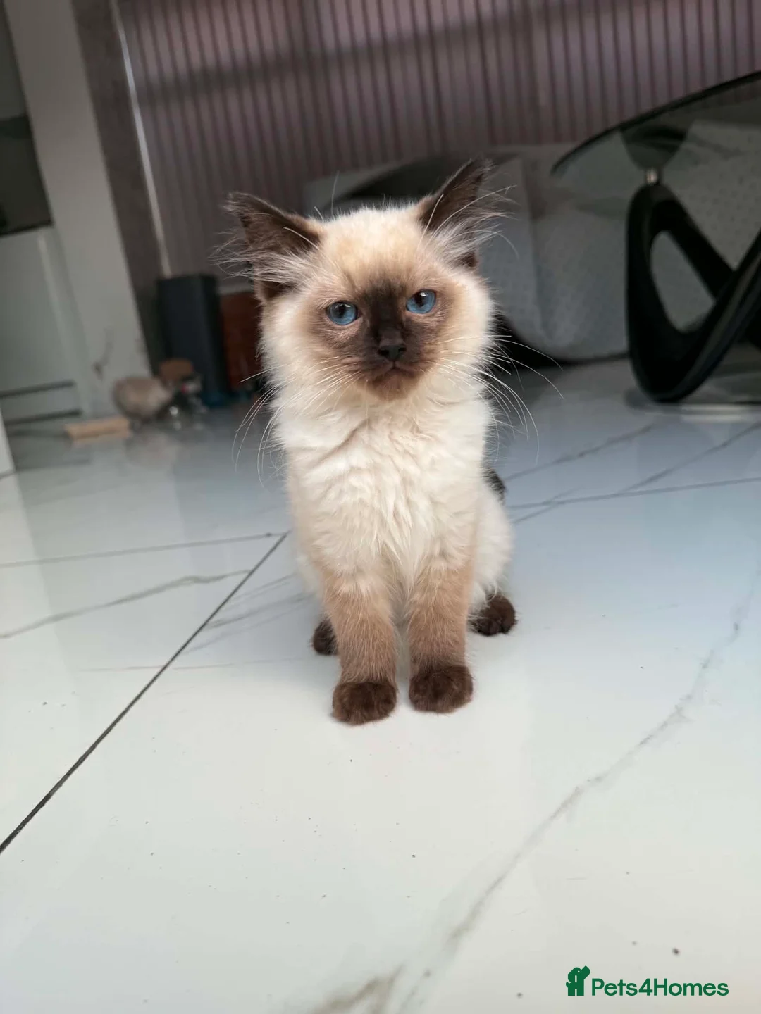 Ragdoll cats for sale: Ragdoll male kittens  - Advert 8