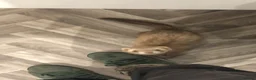 Ferret rodents for sale: Ferret for sale - Advert 7
