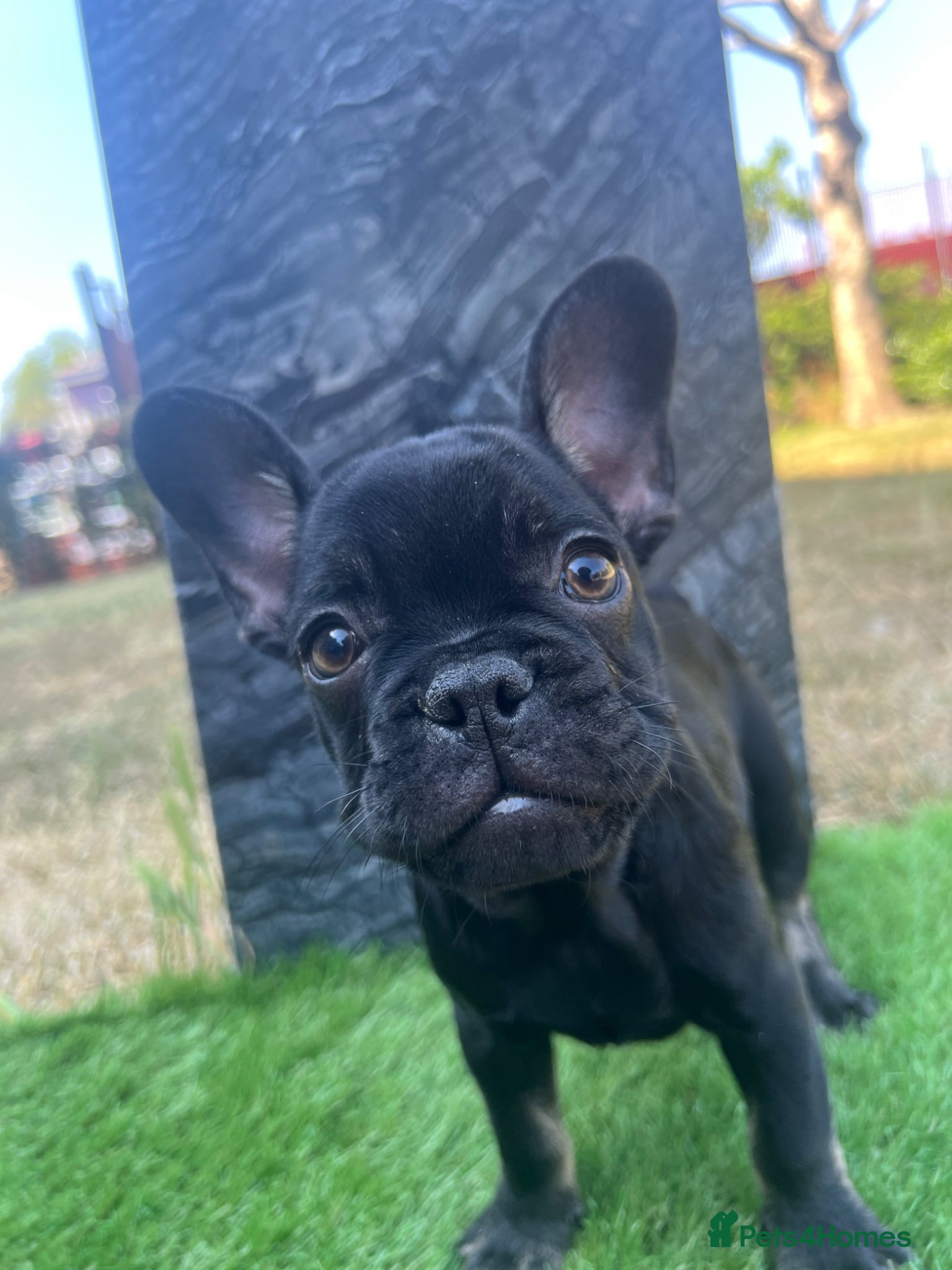 French Bulldog dogs for sale: French bulldog puppys  - Advert 18