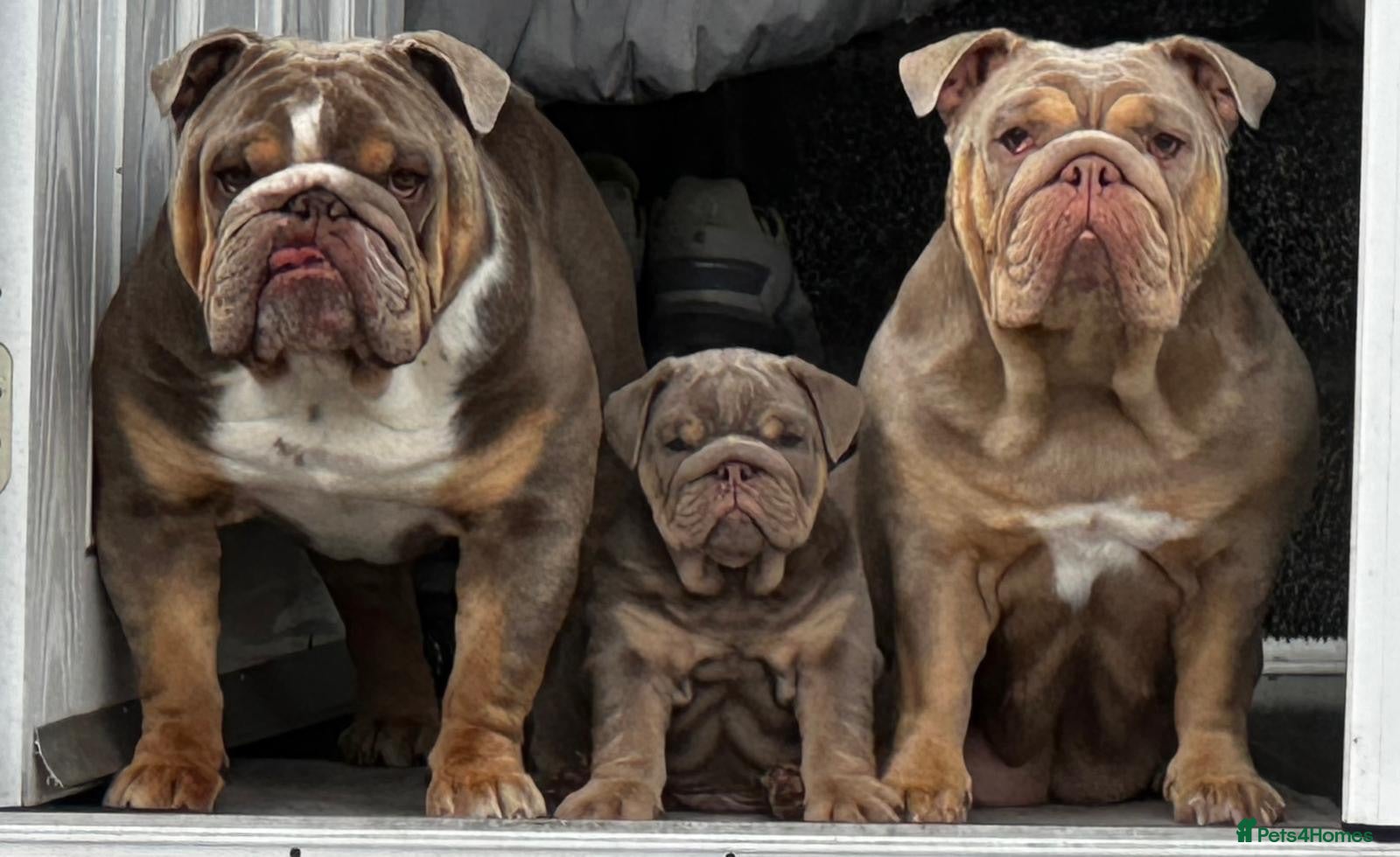 English Bulldog dogs English bulldog pups toilet trained see video 💙 - Advert 4