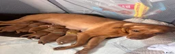 Labrador Retriever dogs for sale: *Videos* 7 KC-Registered Fox Red Labrador Pups🐶 - Advert 22