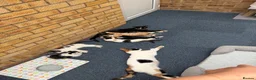 Mixed Breed cats for sale: Kittens for sale in Edgware - Advert 5