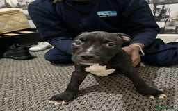 American Bull Staffy dogs for sale: american staffordshire for sale  - Image 18
