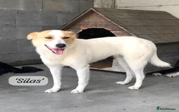 Mixed Breed dogs for adoption: Silas. 4 yrs approx. Available for adoption. in Brixham - Image 8