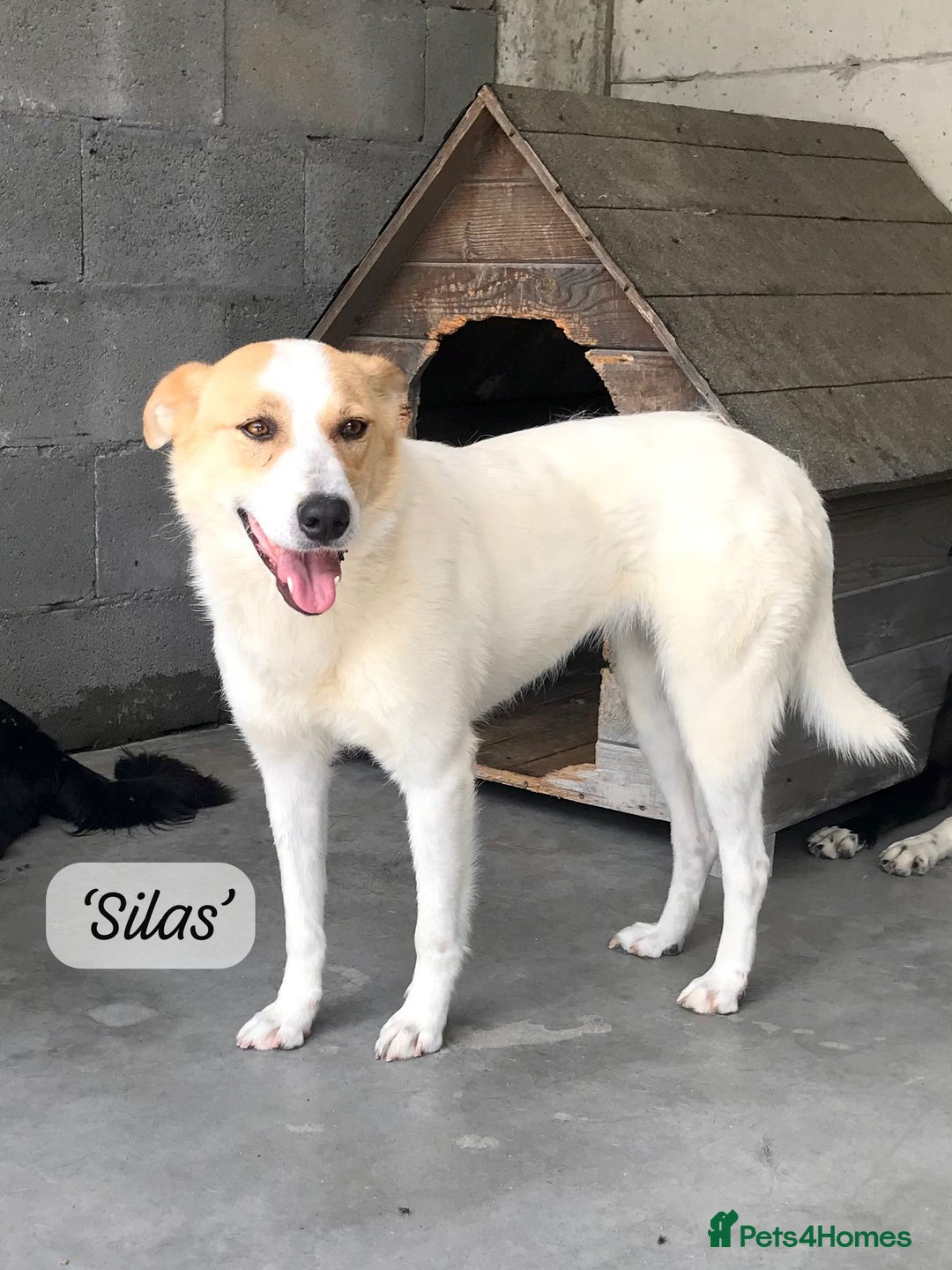 Mixed Breed dogs for adoption: Silas. 4 yrs approx. Available for adoption. in Brixham - Image 8