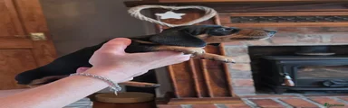 Dachshund Puppy 2
