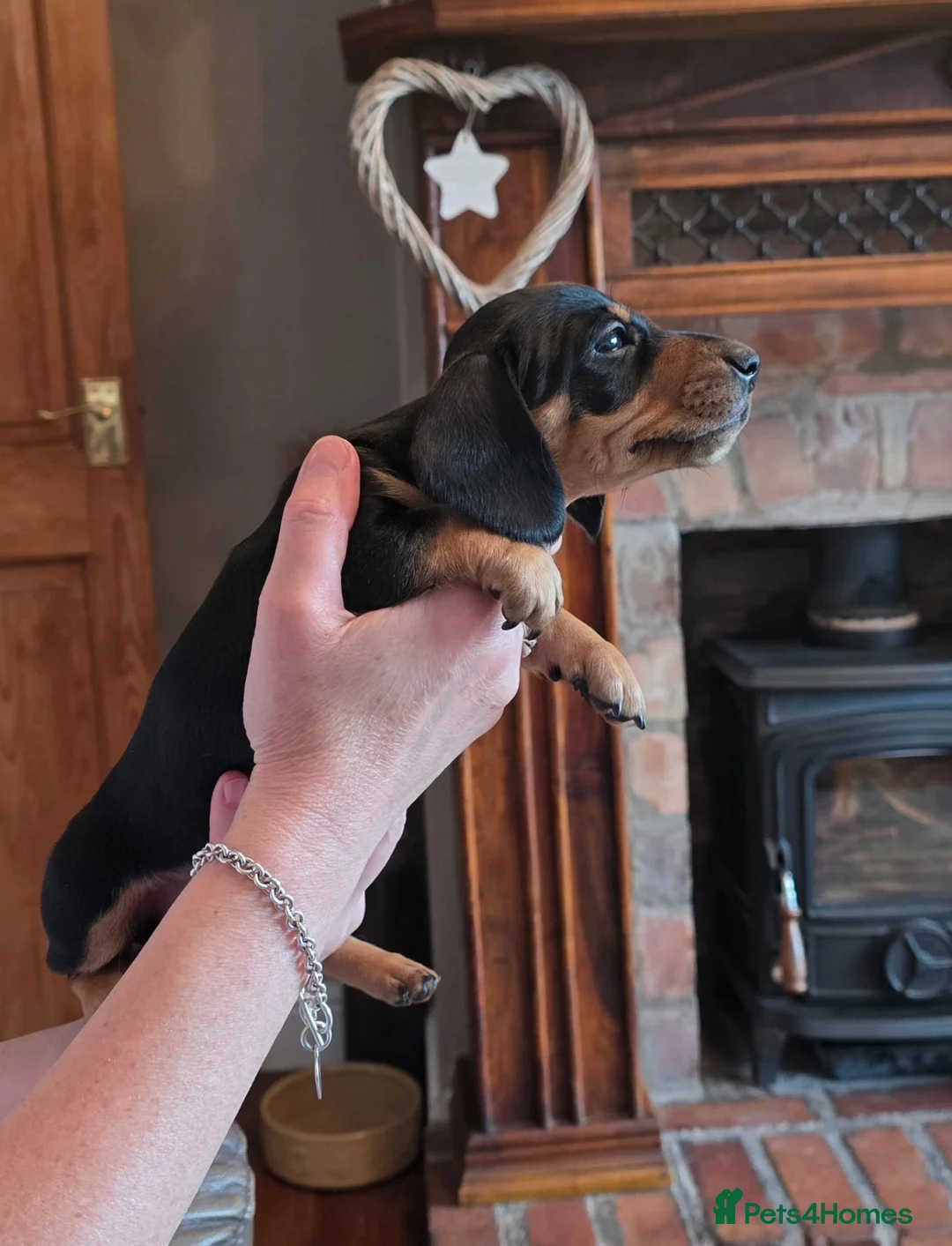 Dachshund dogs for sale: Miniature Smooth Haired Dachshund (IVDD screened)  - Advert 2