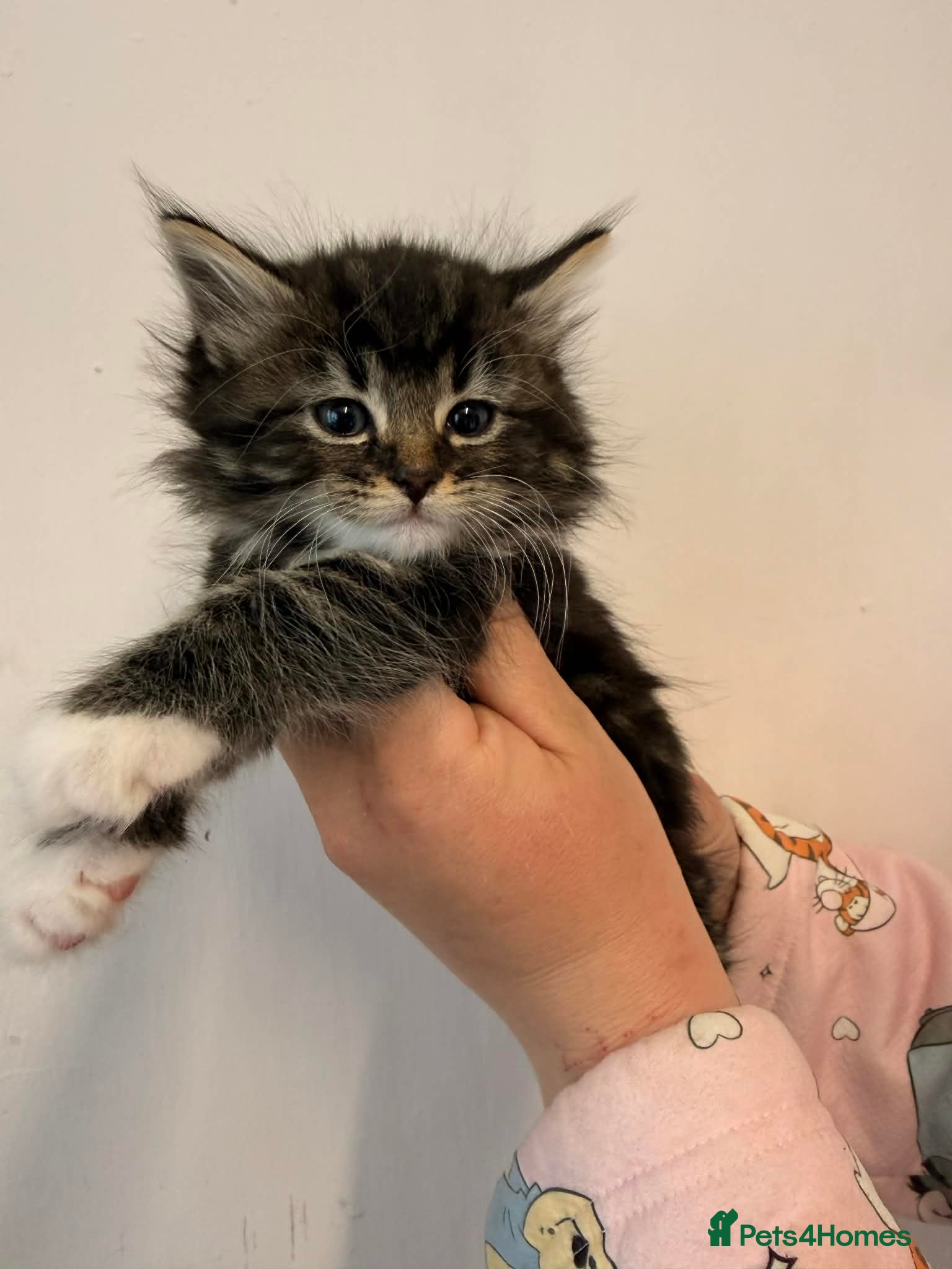 Maine Coon cats Maine Coon Kittens  - Advert 1