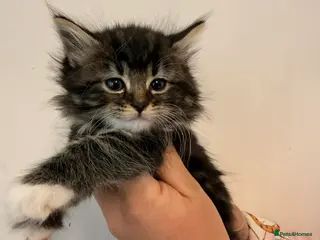 Maine Coon cats Maine Coon Kittens - Advert 1