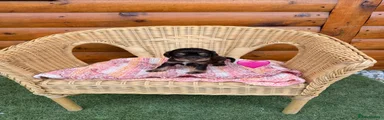 Cocker Spaniel 8