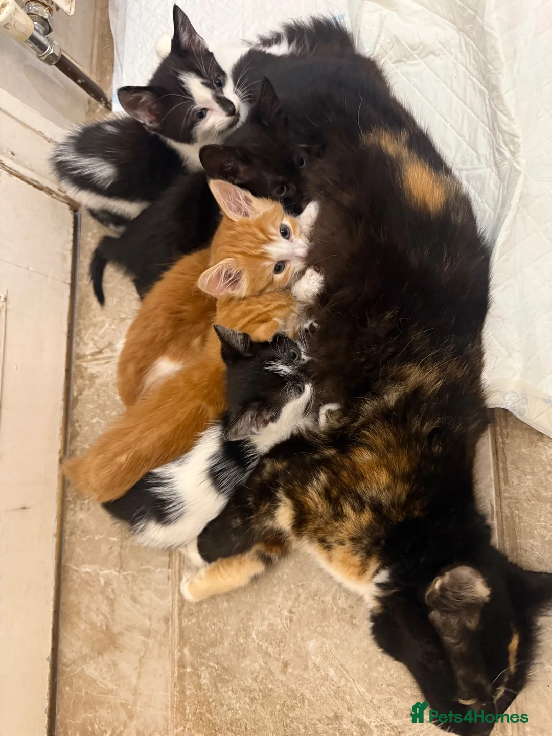 Mixed Breed cats for sale: Fiji, Ginger and white male kitten - Advert 2