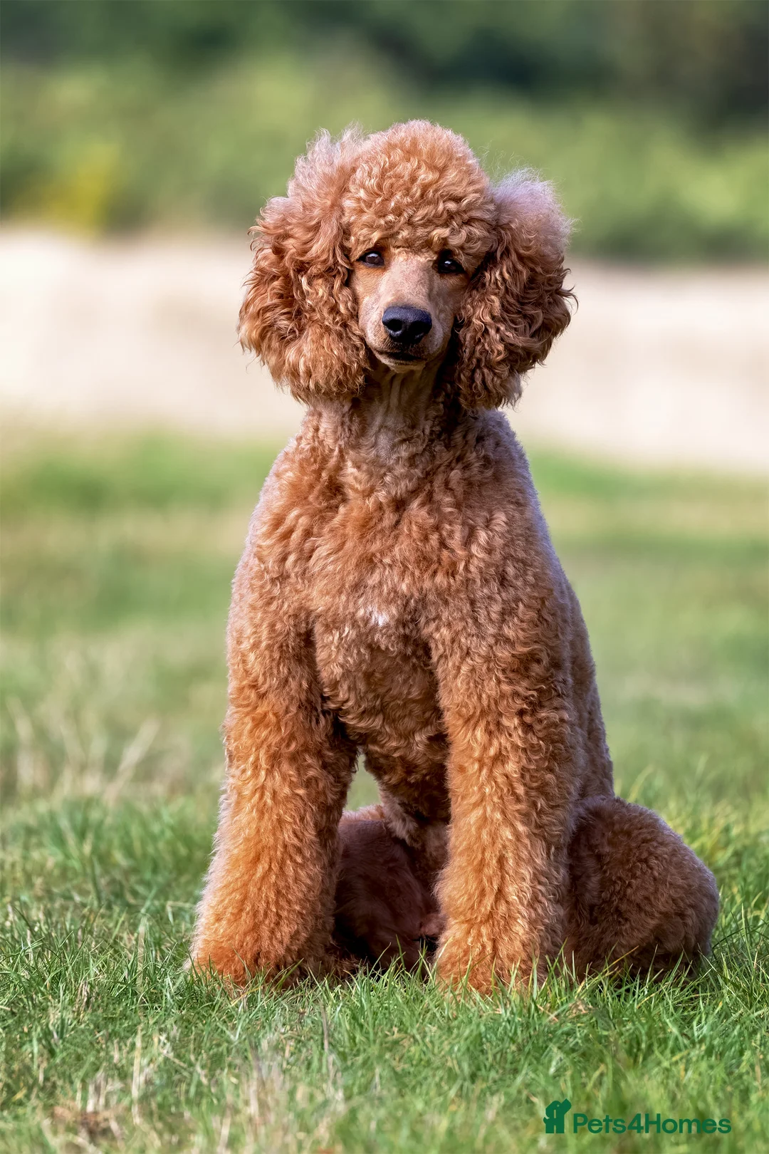 Standard Poodle dogs for stud: KC reg. Comprehensively health checked standard - Advert 2