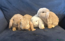 Mini Lop rabbits for sale: Pure Breed Mini Lop baby bunnies ready 1st Aug - Image 2