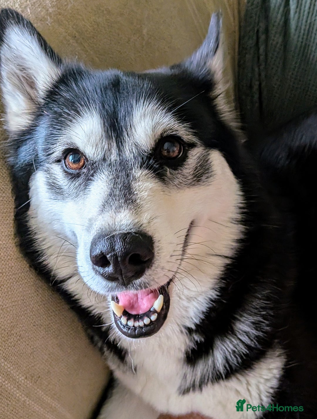 Siberian Husky dogs for sale: Emergency adoption needed - Image 5