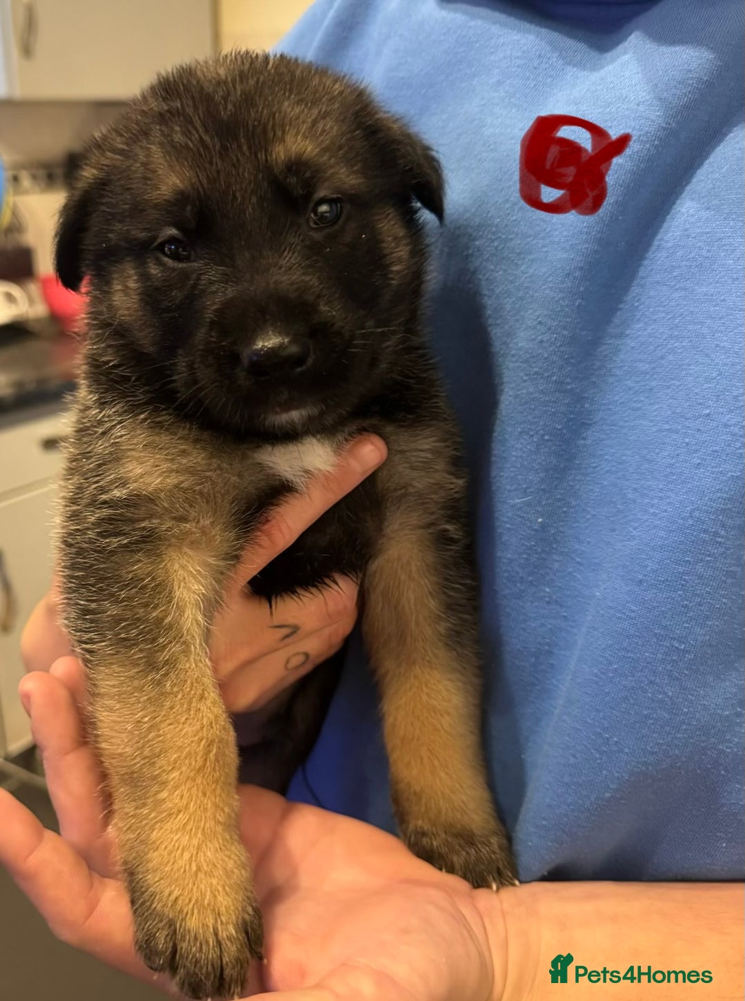 Mixed Breed dogs for sale: Akita x German shepherd puppies - Advert 2