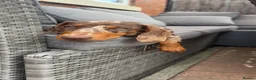 Miniature Dachshund dogs for sale: Miniature dachshund males - Advert 26