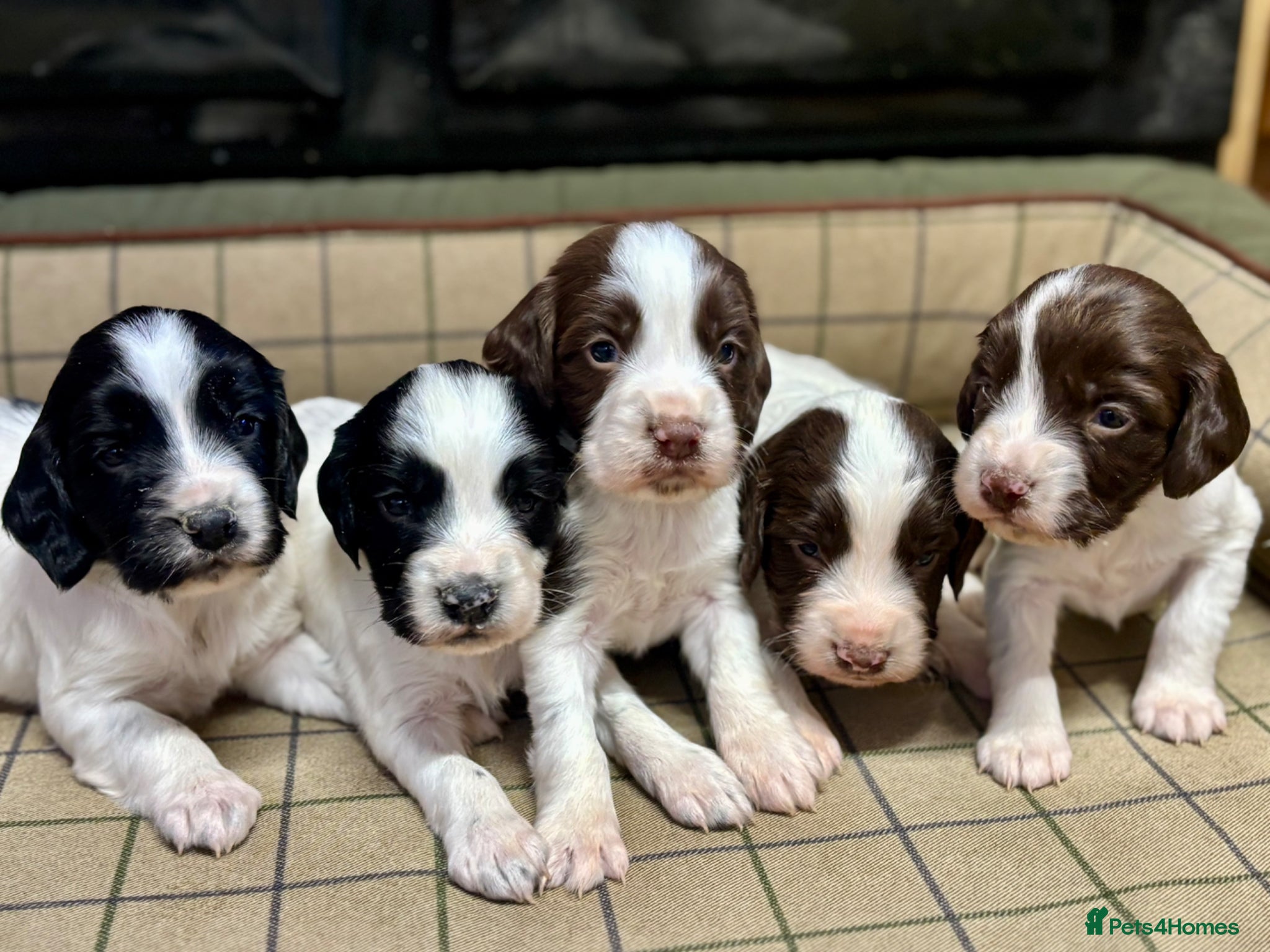 English Springer Spaniel dogs Gorgeous KC Springer Spaniels with excellent lines - Advert 1