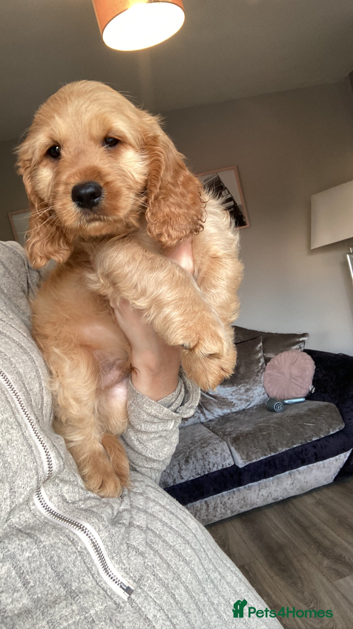 Cockapoo dogs 8 cockapoo puppys - Advert 5