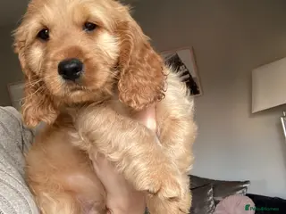 Cockapoo dogs 8 cockapoo puppys - Advert 5