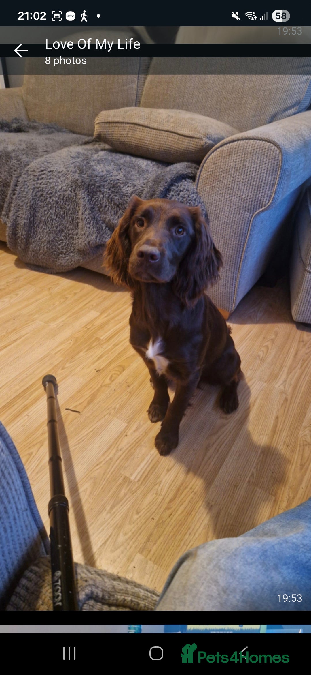 Cocker Spaniel dogs for sale: Two sprockers for sale - Advert 2
