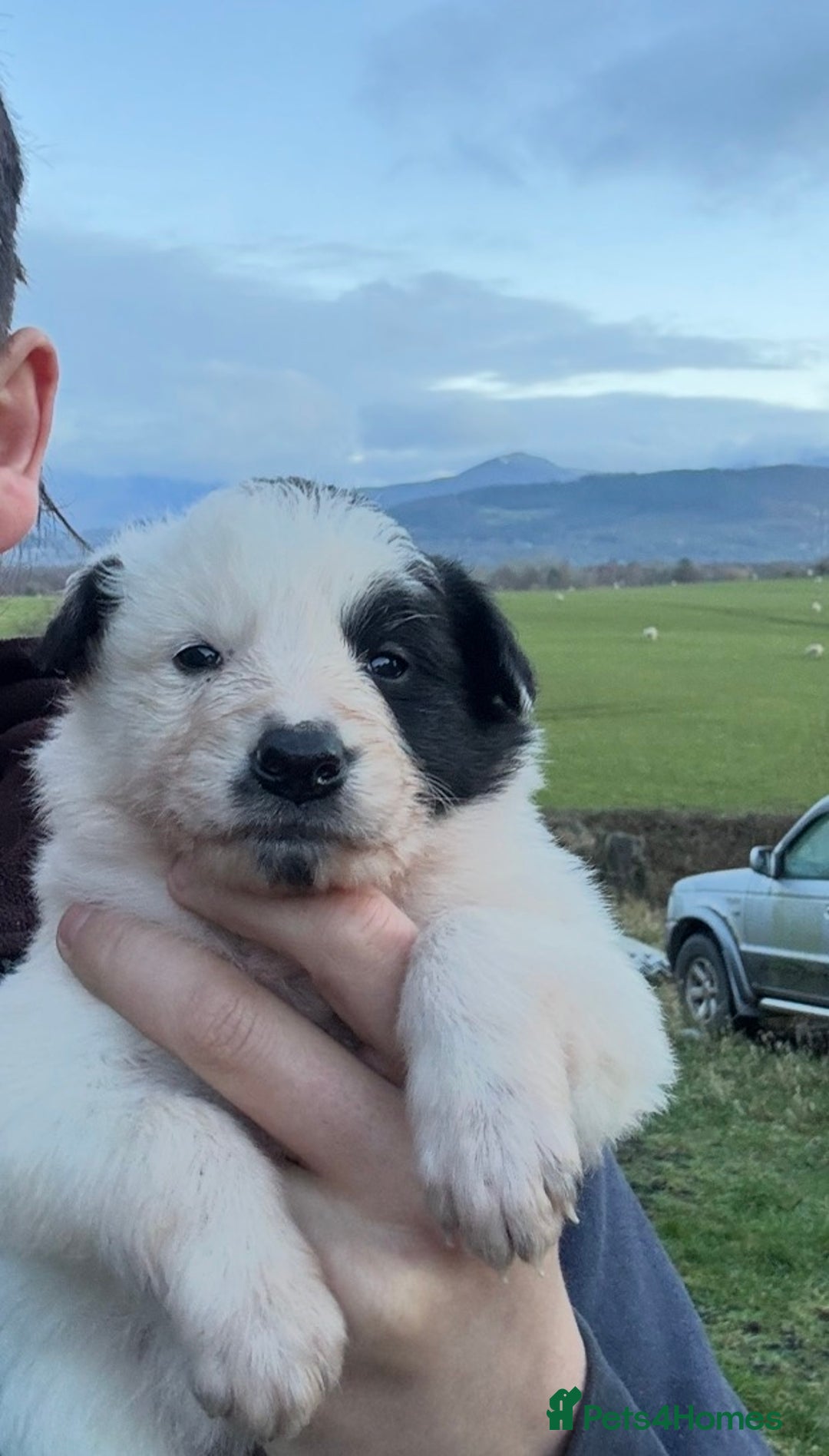 Border Collie dogs for sale: Very cute Border Collie Pups From Working Dogs - Advert 36