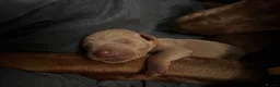 Dobermann dogs for sale: Beautiful KC Registered Puppies in Leeds - Advert 8