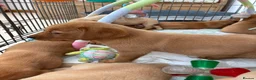 Labrador Retriever dogs for sale: Fully vaccinated KC Labradors - Advert 6