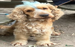 Cocker Spaniel dogs for stud: Albert the stud  - Image 4