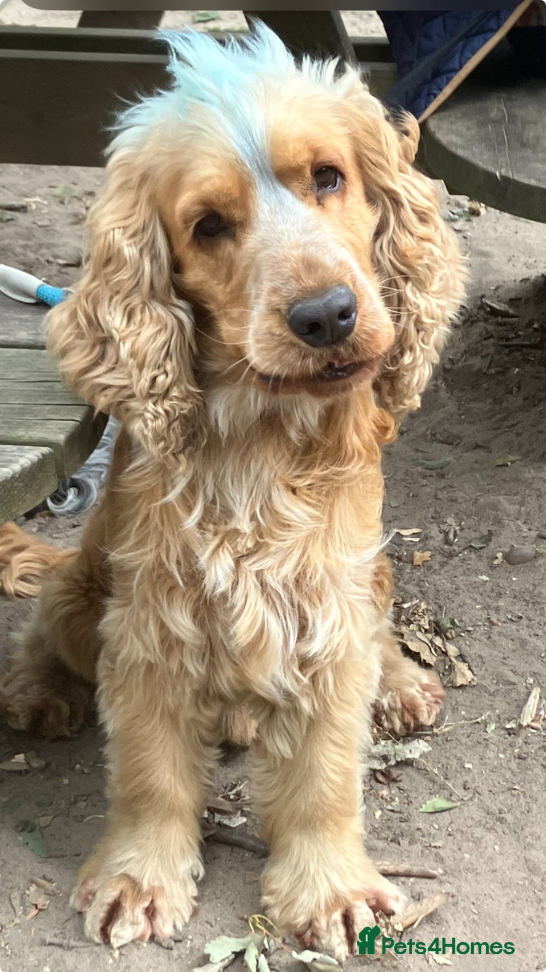 Cocker Spaniel dogs for stud: Albert the stud  - Image 4