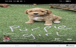 Mixed Breed dogs for sale: ❤️ STUNNING WESTIEPOO PUPS ❤️ - Image 3