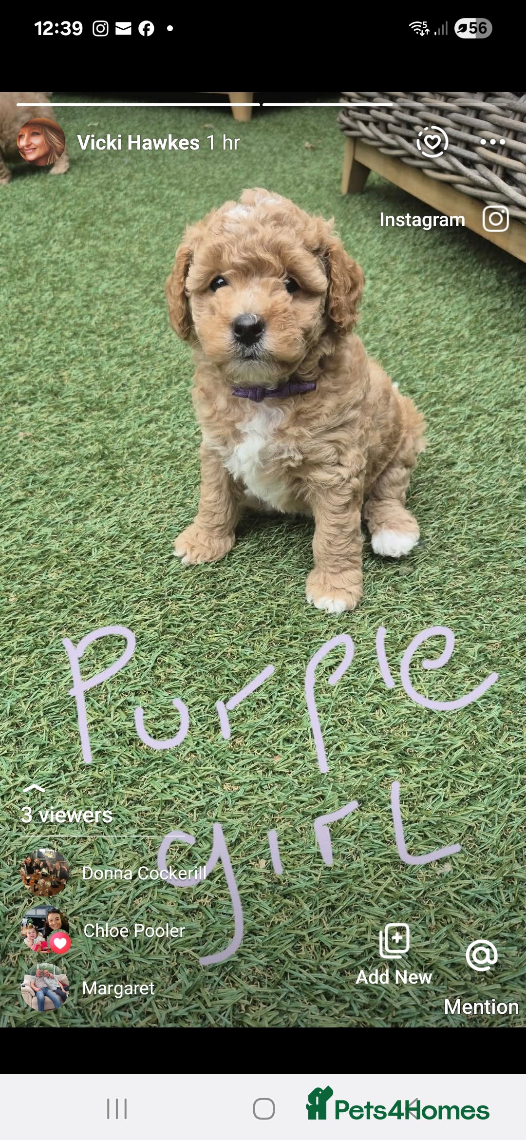Mixed Breed dogs for sale: ❤️ STUNNING WESTIEPOO PUPS ❤️ - Image 3