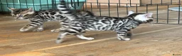 Bengal cats for sale: UPDATE 3 Gorgeous Bengal Kittens ready to reserve - Advert 13