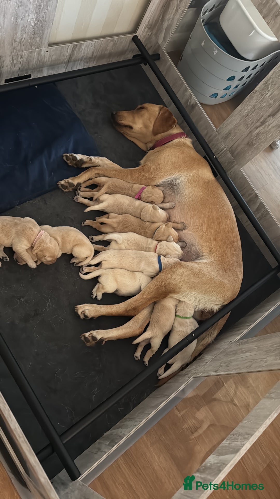 Labrador Retriever dogs for sale: Stunning, White/Yellow KC Registered Labrador Pups - Image 6