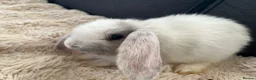 Mini Lop rabbits for sale: 🐰 Beautiful Bunny’s 🐰  - Advert 6