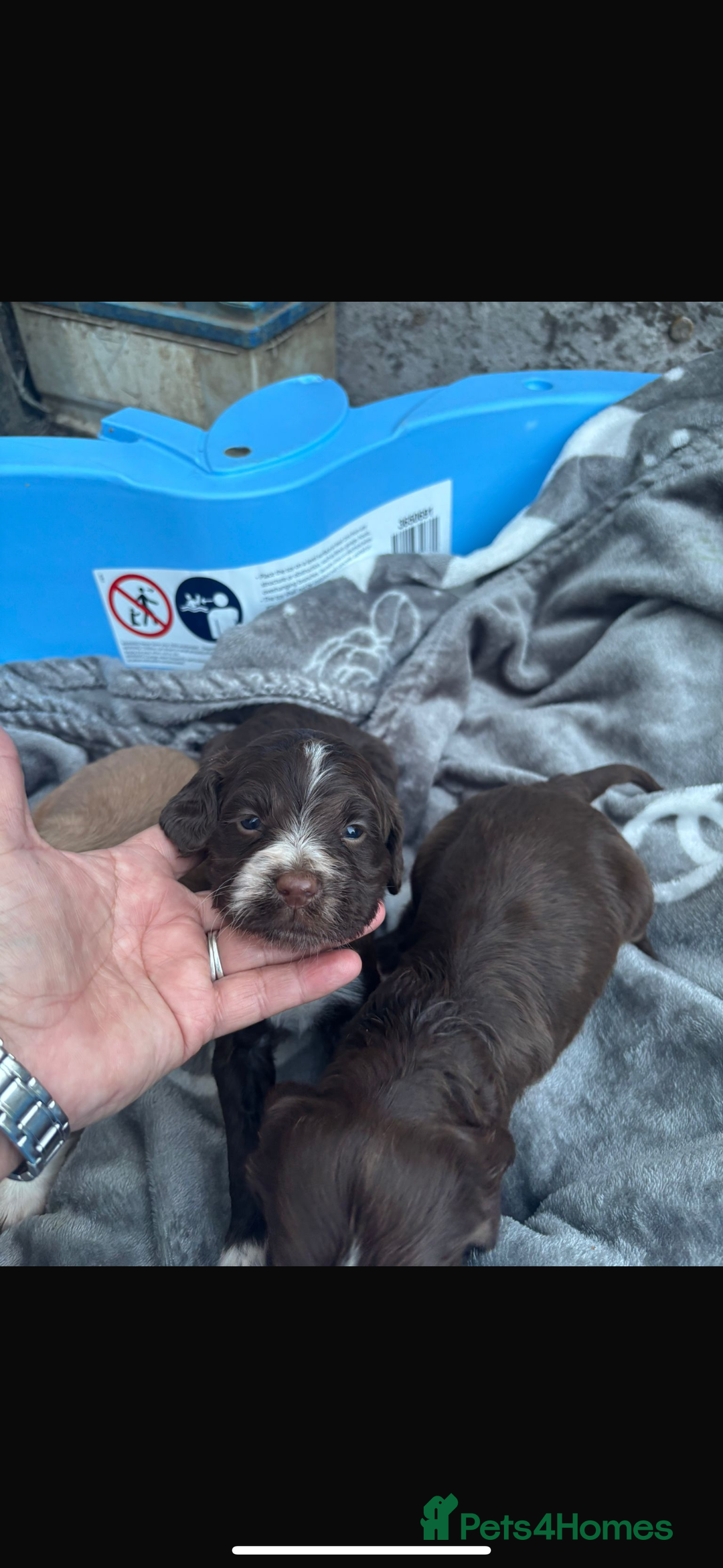 Cockapoo dogs for sale: Cockerpoo pups for sale - Image 11