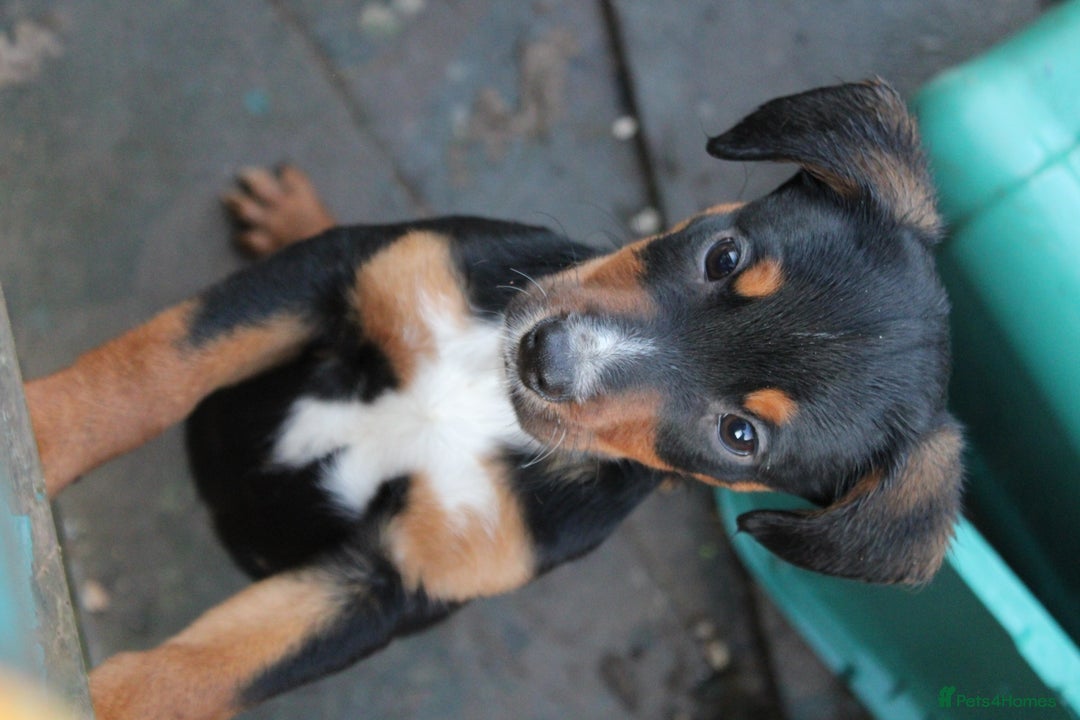 Mixed Breed dogs for sale: Cocker x Kelpie Puppies - Advert 17