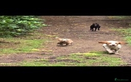 Cavapoo dogs for sale: Cavapoo female - Image 3